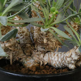 O.レトロルサ（実生） EC1750