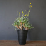 O.レトロルサ（実生）EC1751