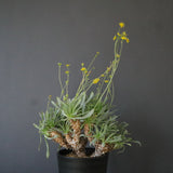 O.レトロルサ（実生）EC1751