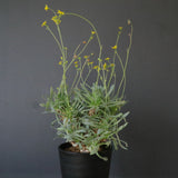 O.レトロルサ（実生）EC1751