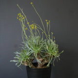 O.レトロルサ（実生）EC1751