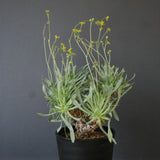 O.レトロルサ（実生）EC1751