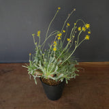 O.レトロルサ（実生）EC1751