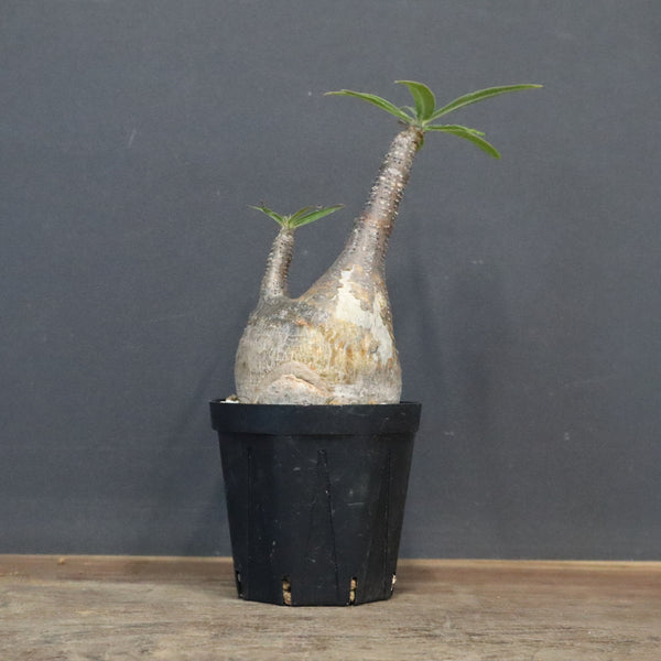 P.グラキリス 1371 – TaiShoDo ONLINE SHOP