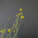 O.レトロルサ（実生）EC1751