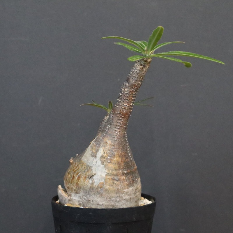 P.グラキリス 1371 – TaiShoDo ONLINE SHOP