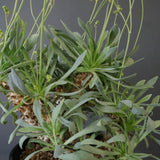 O.レトロルサ（実生）EC1751