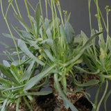 O.レトロルサ（実生）EC1751