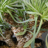 O.レトロルサ（実生）EC1751