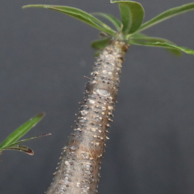 P.グラキリス 1371 – TaiShoDo ONLINE SHOP