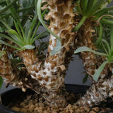 O.レトロルサ（実生）EC1751