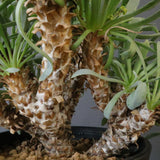 O.レトロルサ（実生）EC1751