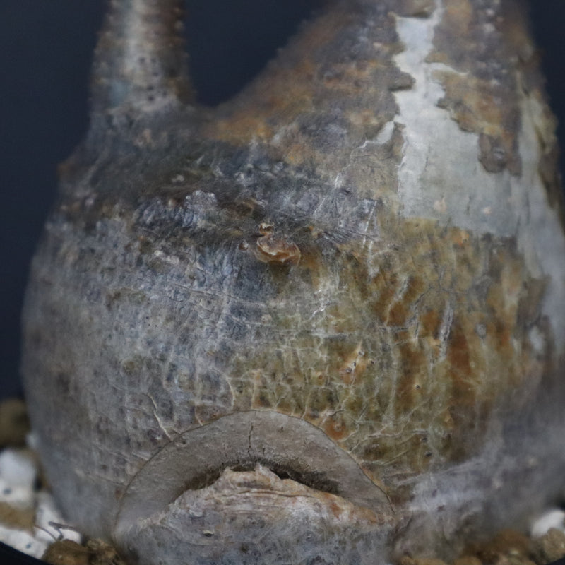 P.グラキリス 1371 – TaiShoDo ONLINE SHOP