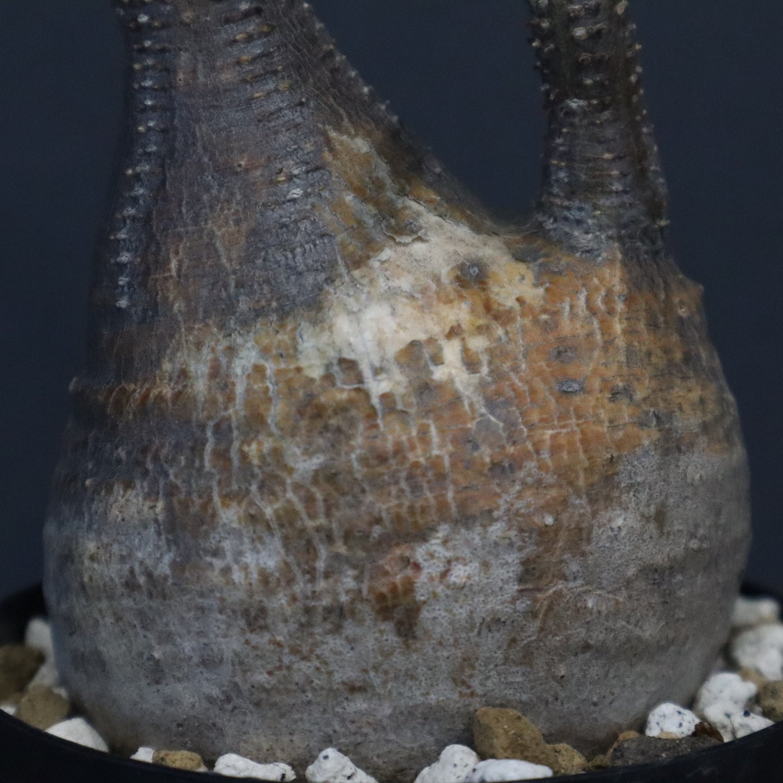 P.グラキリス 1371 – TaiShoDo ONLINE SHOP