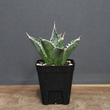 アガベ 海王 EC821