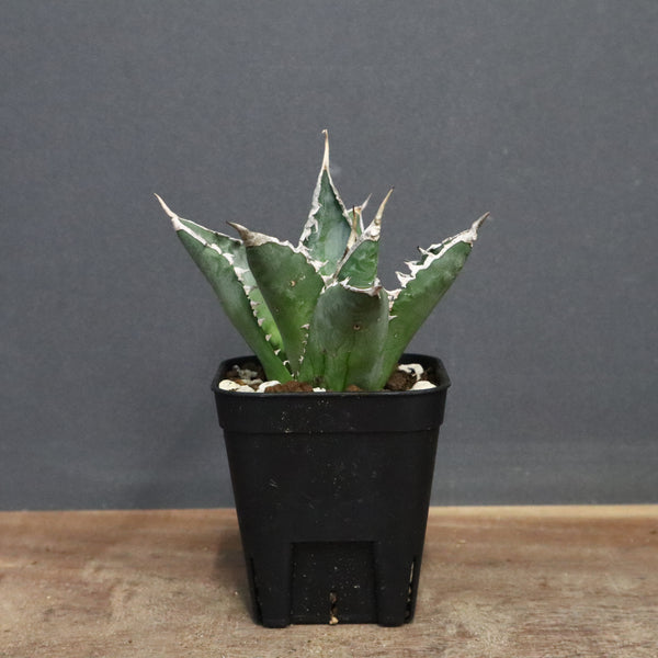 アガベ 海王 EC821