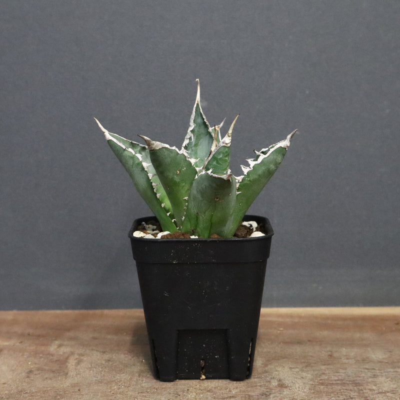 アガベ 海王 EC821