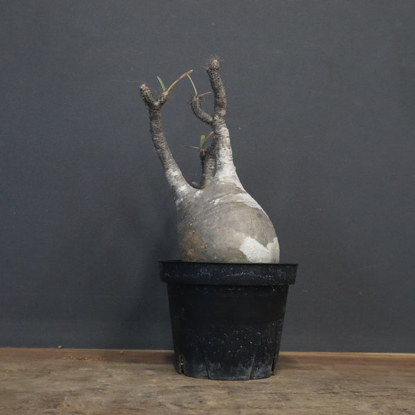 P.グラキリス 1049 – TaiShoDo ONLINE SHOP