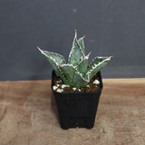 アガベ 海王 EC821