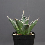 アガベ 海王 EC821