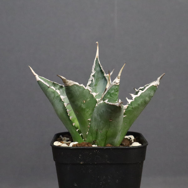 アガベ 海王 EC821