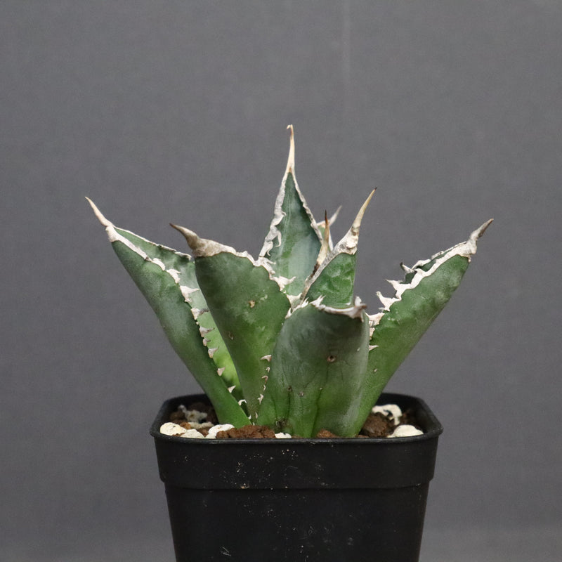 アガベ 海王 EC821