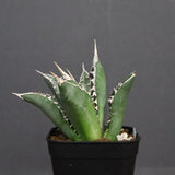 アガベ 海王 EC821