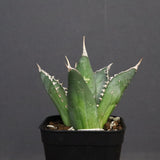 アガベ 海王 EC821