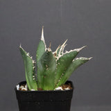 アガベ 海王 EC821