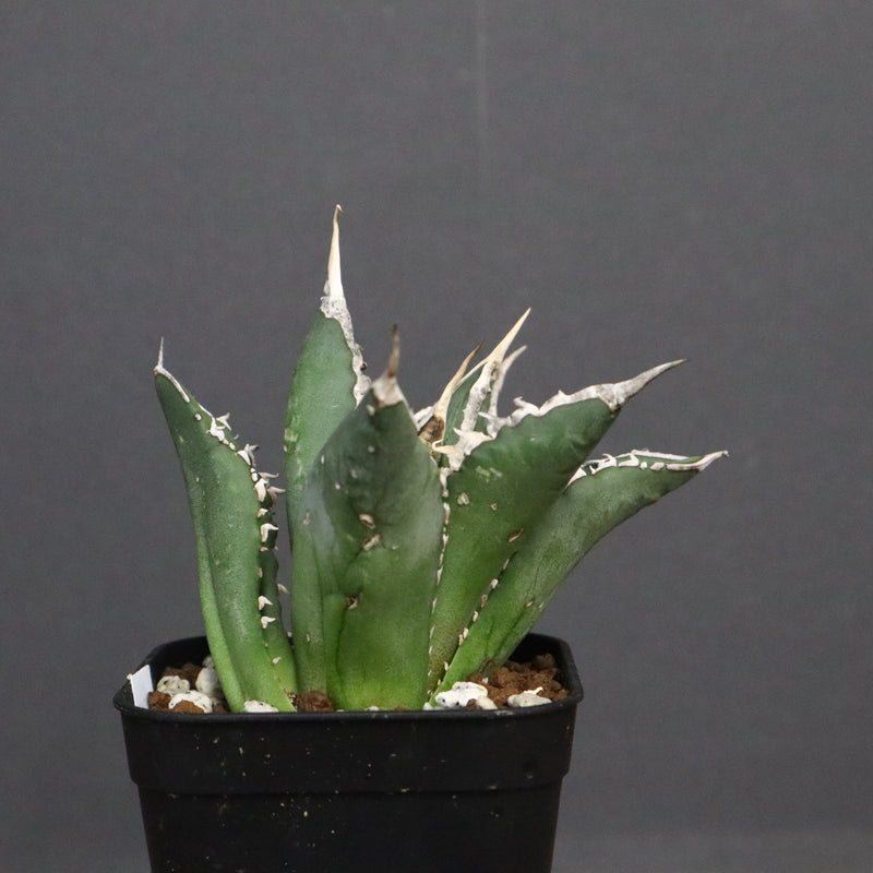 アガベ 海王 EC821