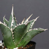 アガベ 海王 EC821