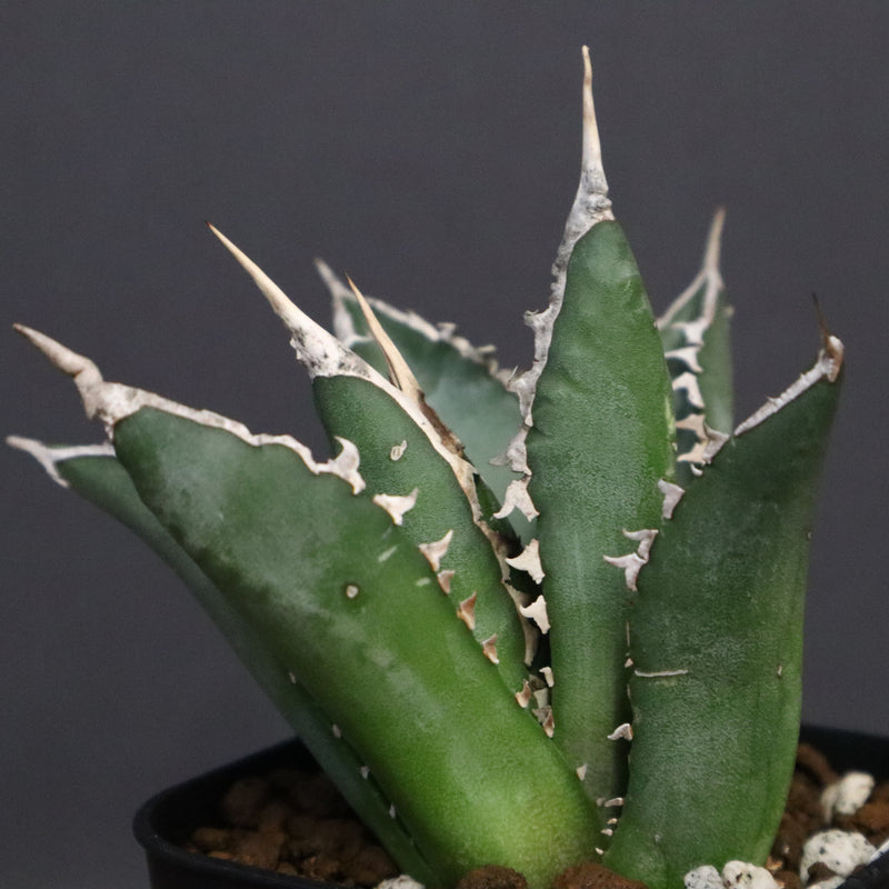 アガベ 海王 EC821