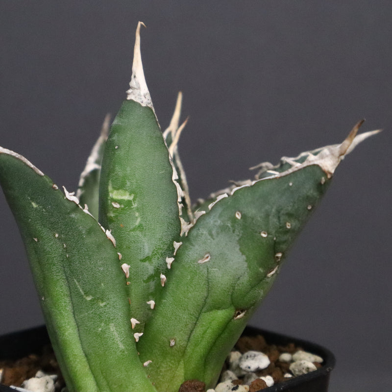 アガベ 海王 EC821