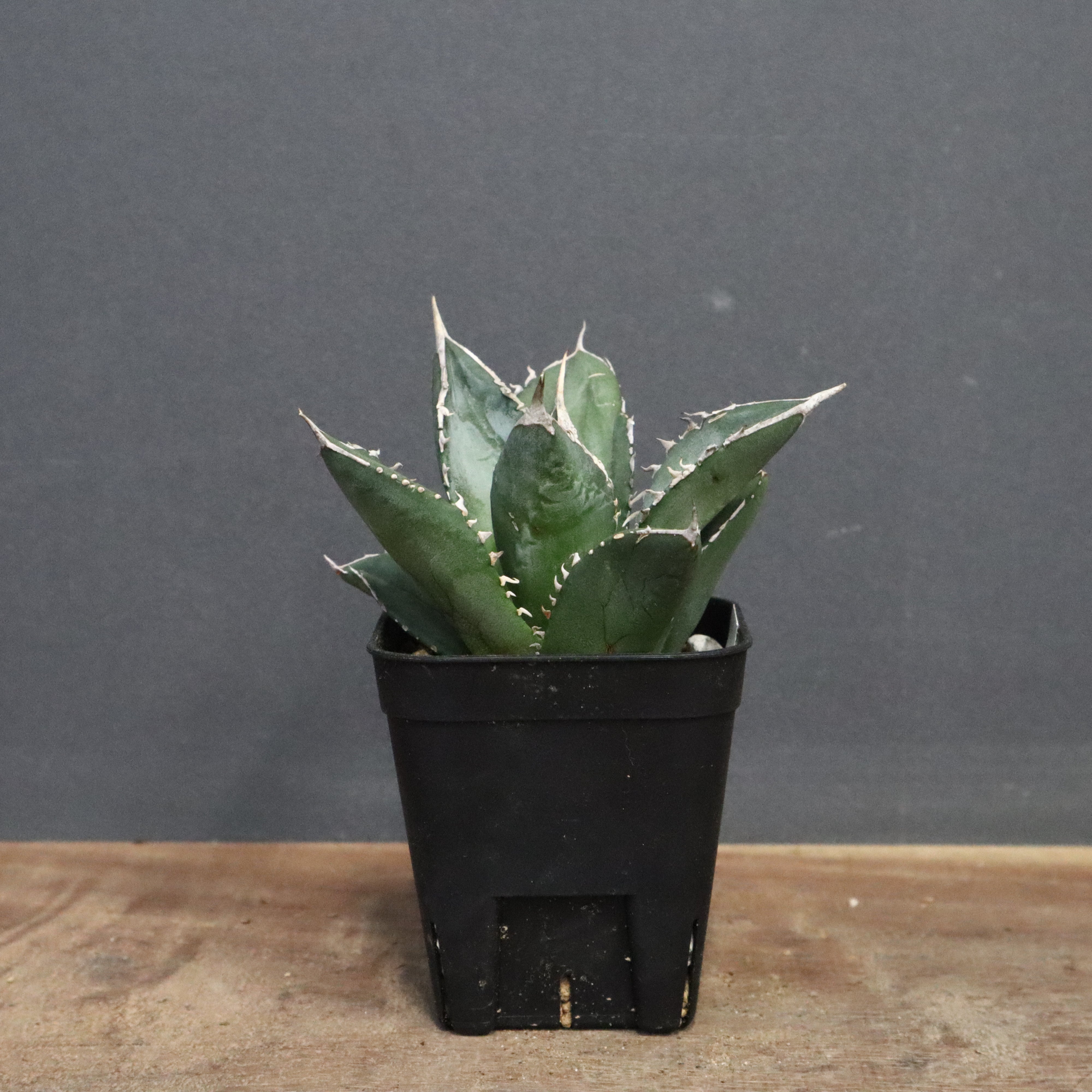 アガベ 海王 EC828 – TaiShoDo ONLINE SHOP