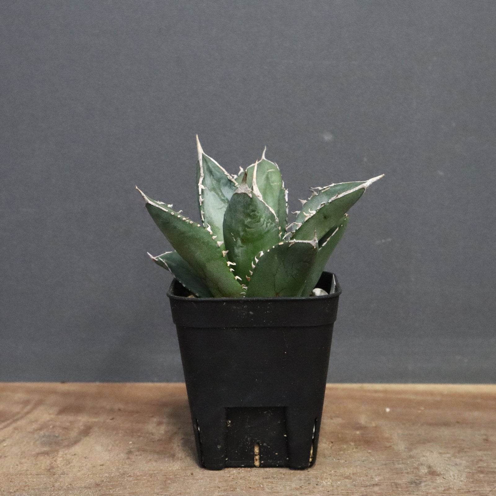 アガベ 海王 EC828 – TaiShoDo ONLINE SHOP