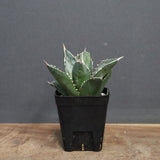 アガベ 海王 EC828