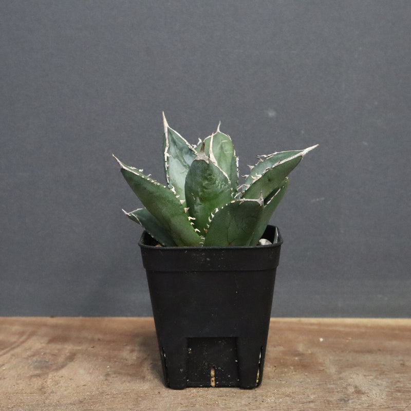 アガベ 海王 EC828