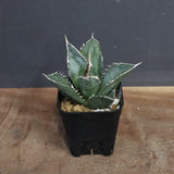 アガベ 海王 EC828