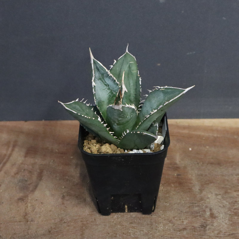 アガベ 海王 EC828