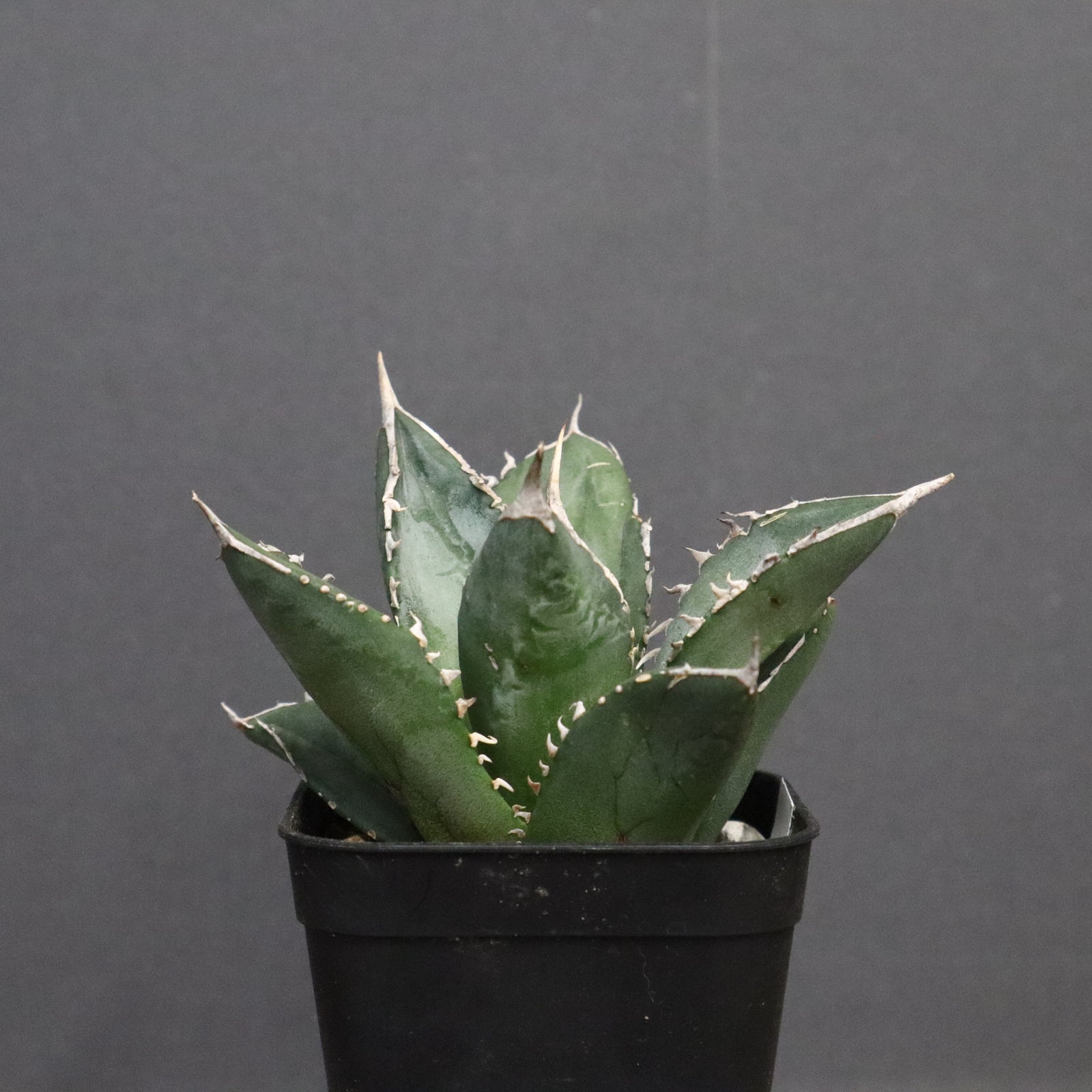 アガベ 海王 EC828 – TaiShoDo ONLINE SHOP