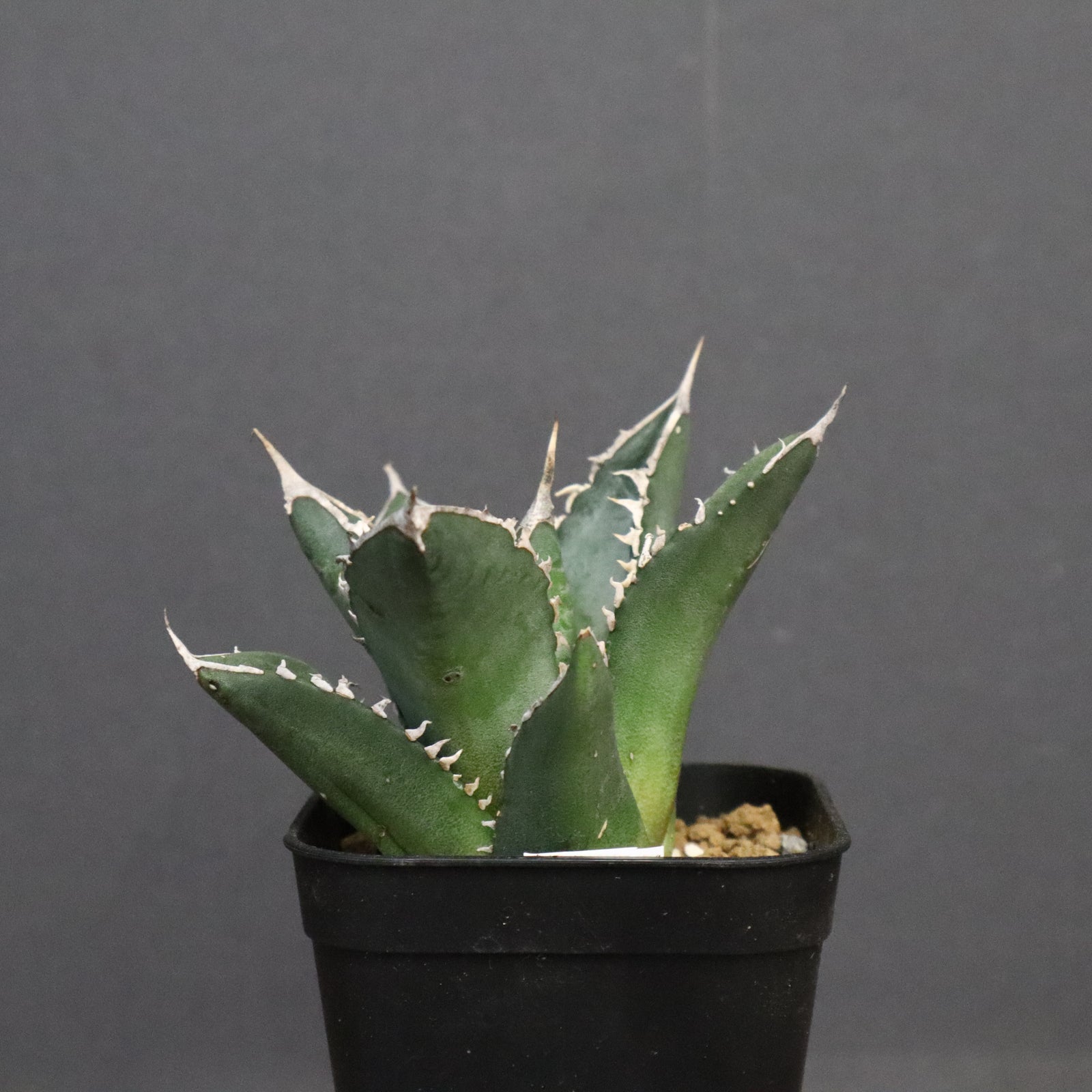 アガベ 海王 EC828 – TaiShoDo ONLINE SHOP