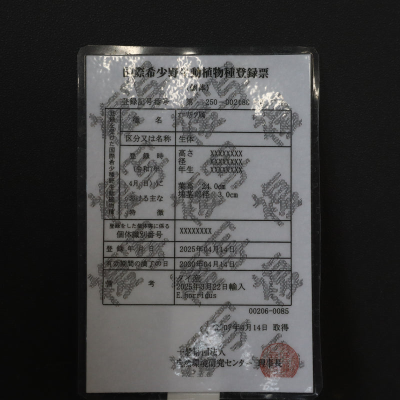 エンセファラルトス ホリダス 74