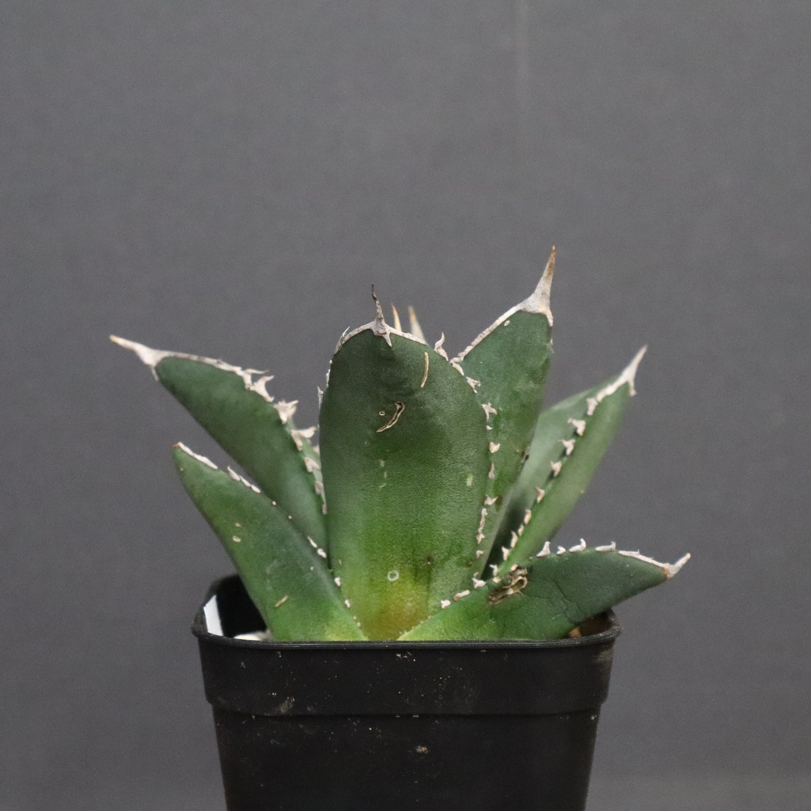 アガベ 海王 EC828 – TaiShoDo ONLINE SHOP