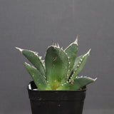 アガベ 海王 EC828