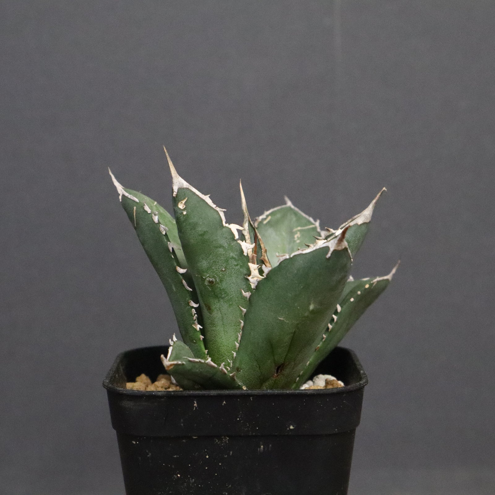 アガベ　海王　大株　発根済み アガベ 海王 EC828 – TaiShoDo ONLINE SHOP