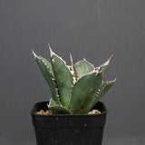 アガベ 海王 EC828