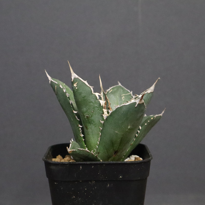 アガベ 海王 EC828