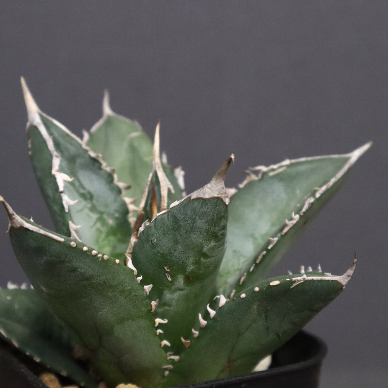 アガベ 海王 EC828