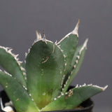 アガベ 海王 EC828