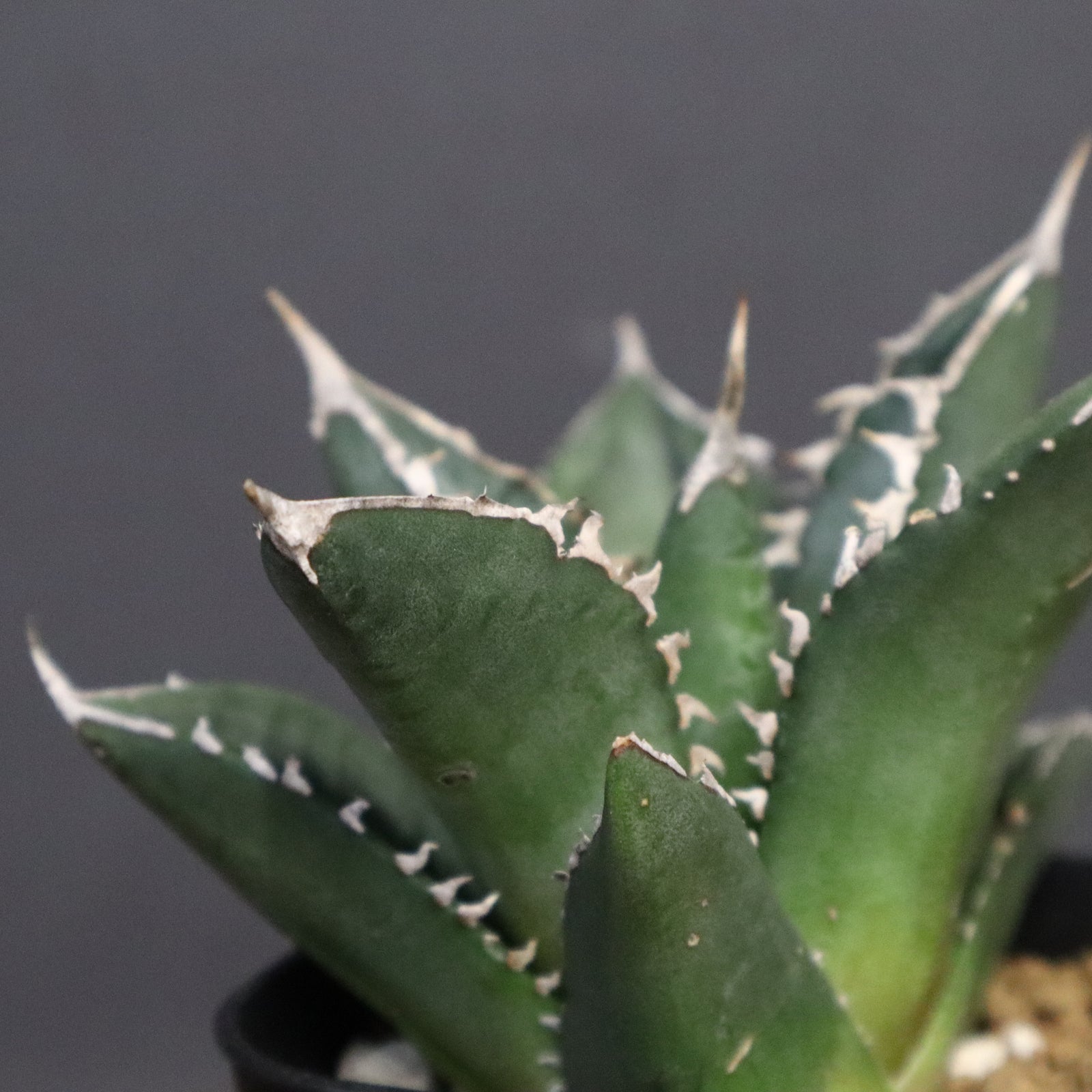 アガベ 海王 EC828 – TaiShoDo ONLINE SHOP